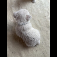 West Highland White Terrier