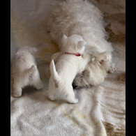 West Highland White Terrier