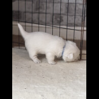 West Highland White Terrier
