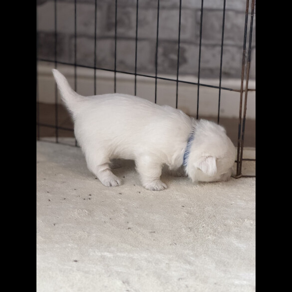 West Highland White Terrier