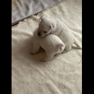 West Highland White Terrier