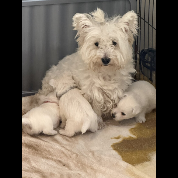 West Highland White Terrier