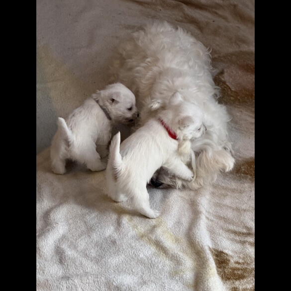 West Highland White Terrier