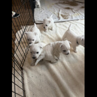 West Highland White Terrier