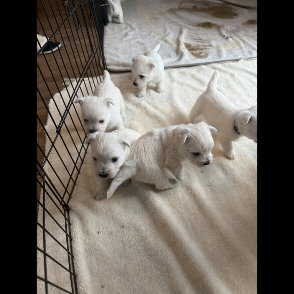 West Highland White Terrier