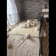 West Highland White Terrier