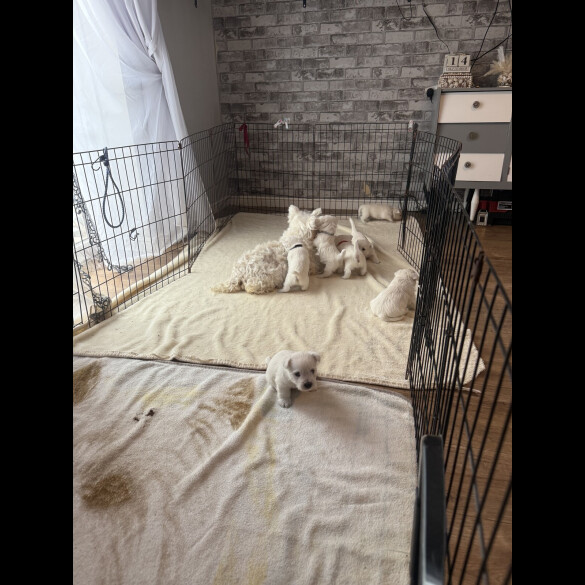 West Highland White Terrier