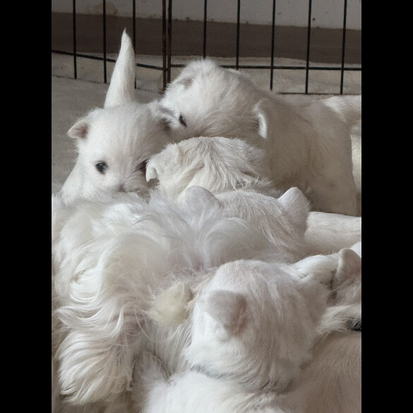 West Highland White Terrier