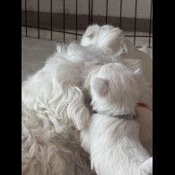 West Highland White Terrier