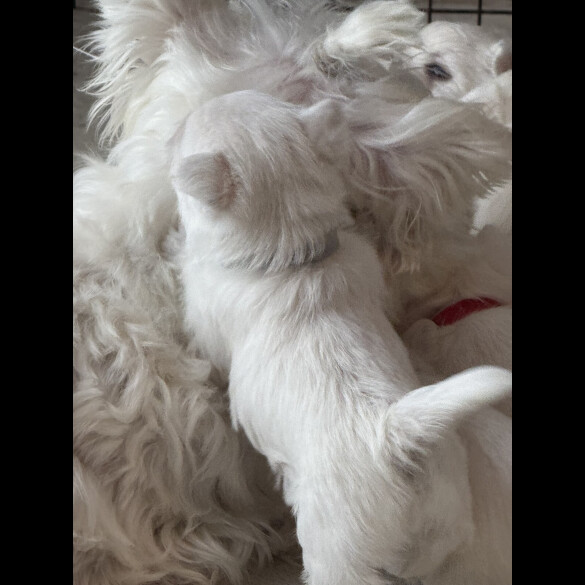 West Highland White Terrier