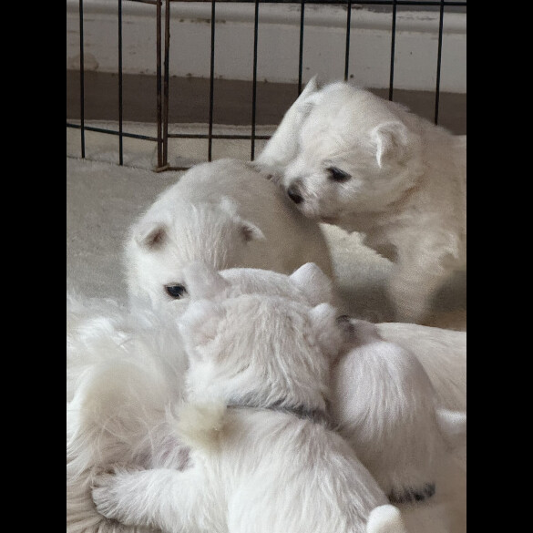 West Highland White Terrier