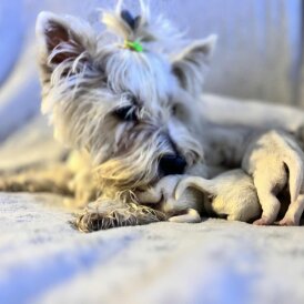 West Highland White Terrier