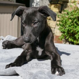 Whippet - Both