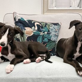 Whippet - Both