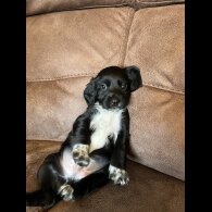 Working Cocker Spaniel