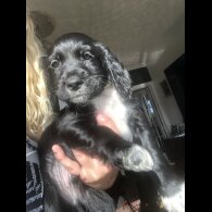 Working Cocker Spaniel
