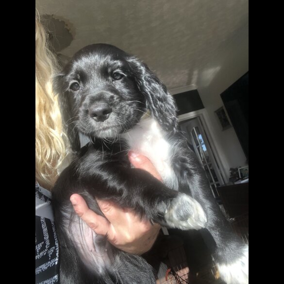 Working Cocker Spaniel