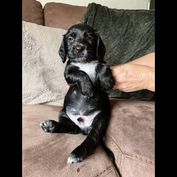 Working Cocker Spaniel