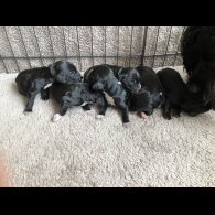 Working Cocker Spaniel