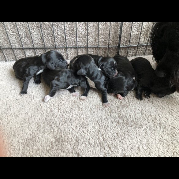 Working Cocker Spaniel