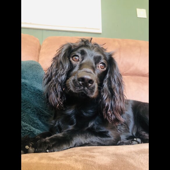 Working Cocker Spaniel