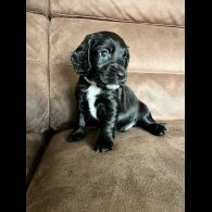 Working Cocker Spaniel