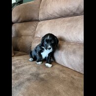 Working Cocker Spaniel
