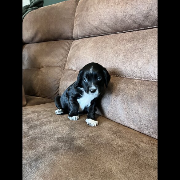 Working Cocker Spaniel