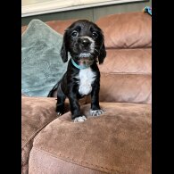 Working Cocker Spaniel