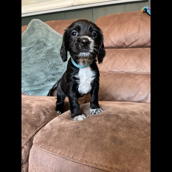 Working Cocker Spaniel