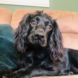 Working Cocker Spaniel