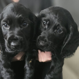 Cocker Spaniel (Show) - Both