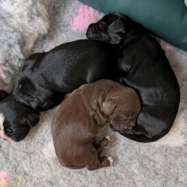 Working Cocker Spaniel