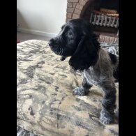 Working Cocker Spaniel - Both
