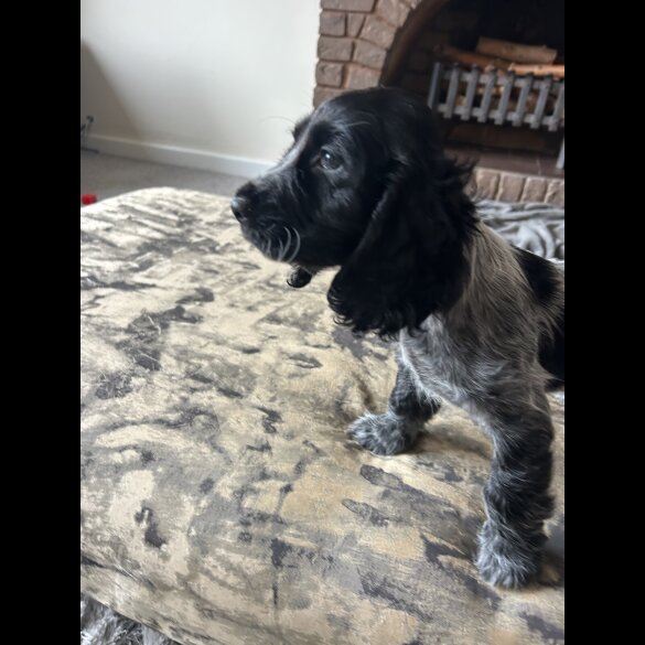 Working Cocker Spaniel - Both