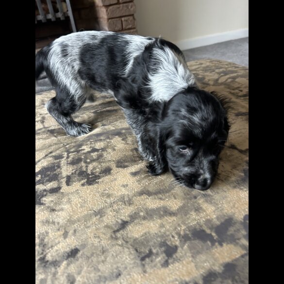 Working Cocker Spaniel - Both