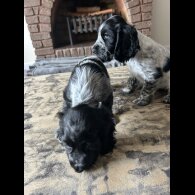 Working Cocker Spaniel - Both