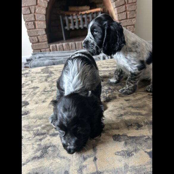 Working Cocker Spaniel - Both