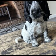 Working Cocker Spaniel - Both
