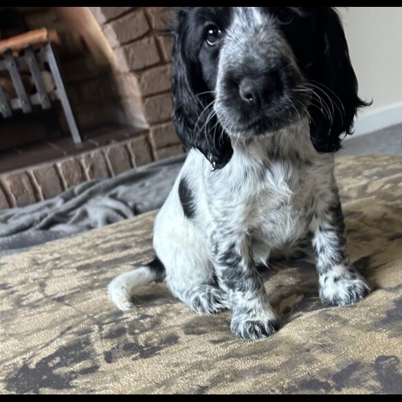 Working Cocker Spaniel - Both