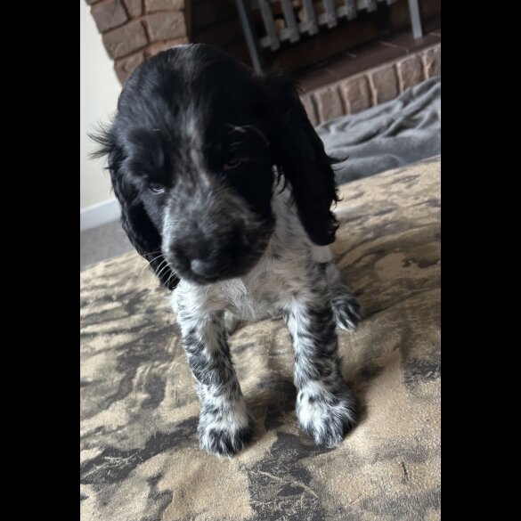 Working Cocker Spaniel - Both