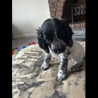 Working Cocker Spaniel - Both