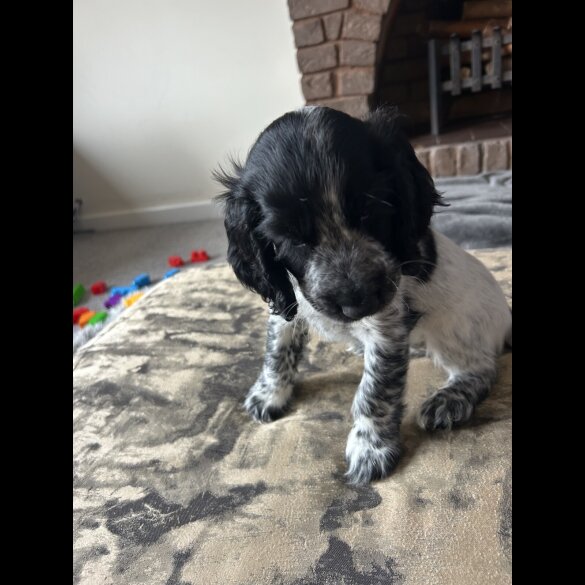 Working Cocker Spaniel - Both