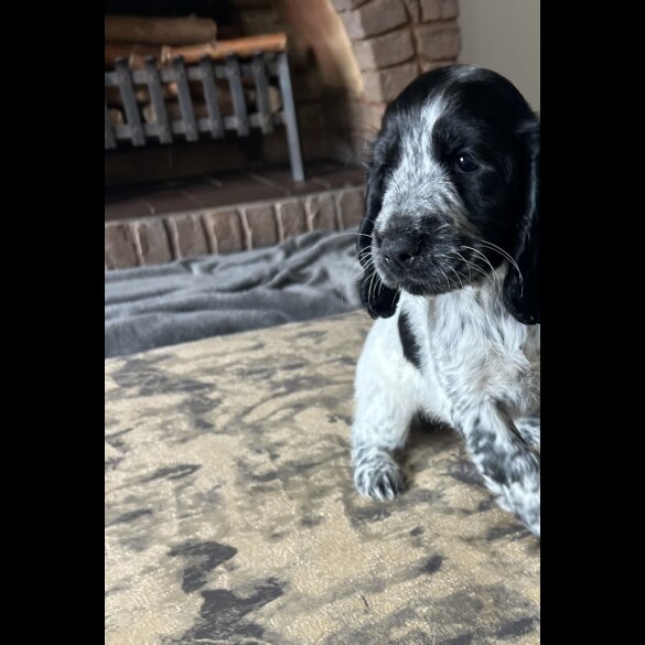 Working Cocker Spaniel - Both