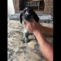 Working Cocker Spaniel - Both