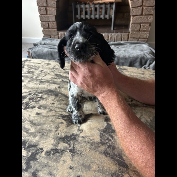 Working Cocker Spaniel - Both