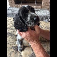 Working Cocker Spaniel - Both