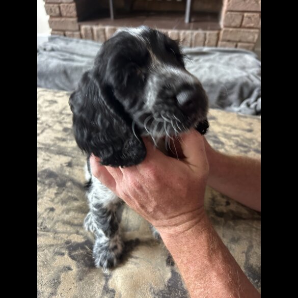Working Cocker Spaniel - Both