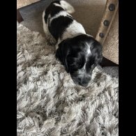 Working Cocker Spaniel - Both