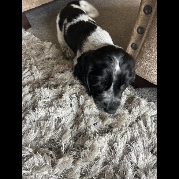 Working Cocker Spaniel - Both